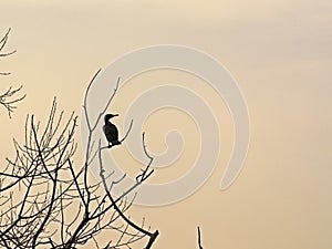 Cormorant sitting in a bare tree