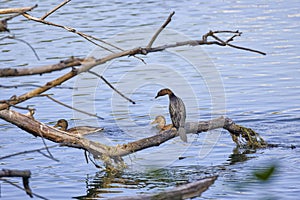 cormorant sitting on the branches of a tree on the bank