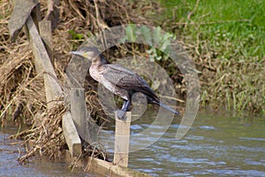 Cormorant sitting on a post in a river in South England