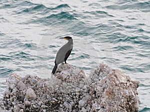 Cormorant sitting on a rock in front of the Mediterranean Sea near Nerja Spain