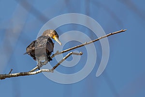 Cormorant sitting on tree branch