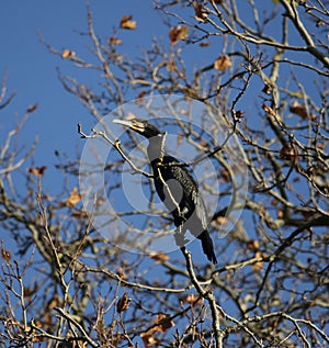Cormorant sitting in a tree