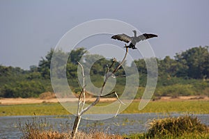 A Cormorant sitting on the tree with open wings