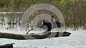 Cormorant sitting on a tree trunk drying it\'s wings in the sun