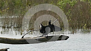 Cormorant sitting on a tree trunk drying it\'s wings in the sun