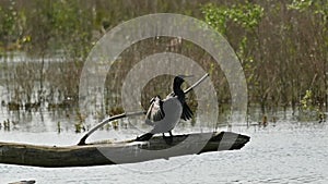 Cormorant sitting on a tree trunk drying it\'s wings in the sun