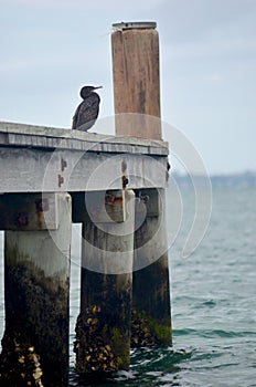 A cormorant sitting on a wooden jetty.