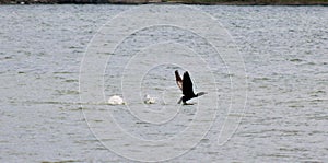 Cormorant skimming the surface of Chaumont Bay