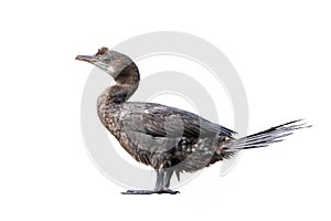Cormorant spreading its wings isolated on white background.