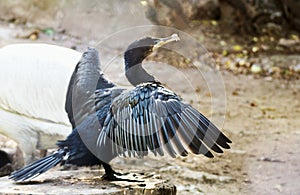 Cormorant spreading wings, close-up. selective focus on wing