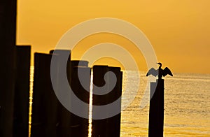 A cormorant spreads its wings while sitting on pilings at sunrise