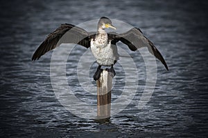 Cormorant stretching its wings to dry out at lagoon