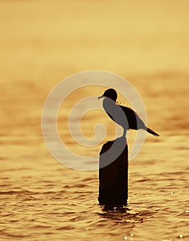 Cormorant at sunset