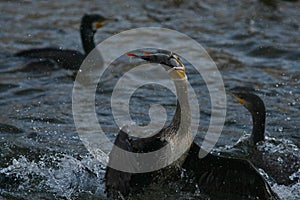 Cormorant - a swimmer and hunter, he has beautiful black plumage