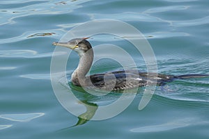 Cormorant swimming