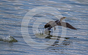 Cormorant Take Off