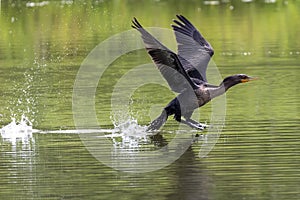 Cormorant Taking Flight Southwestern Ontario, Canada