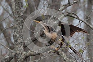 Cormorant taking off from a tree in the Louisiana bayou.