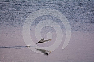 Cormorant taking off from the water