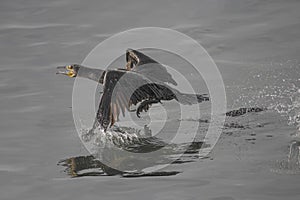 Cormorant taking off from water