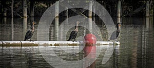 Cormorant Trio Singing on the Pond