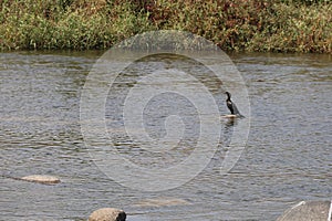 Cormorant, Tungabhadra River, Hampi, near Hospete, Karnataka, India