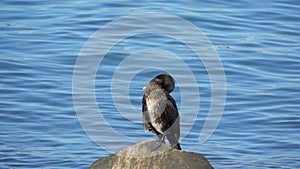 Cormorant turns its head and cleans its feathers, slow motion