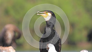 A cormorant under the influence of thermal hot air