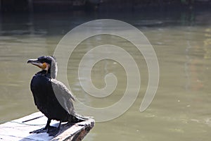 Cormorant