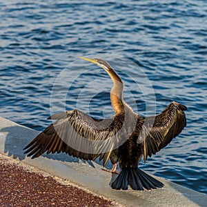 Cormorant Warming on the Swan River