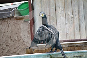 Cormorant watching / Cormoran regardant photo