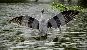 Cormorant in the water flapping its wings.