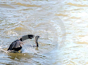 Cormorant Waterland bird in river