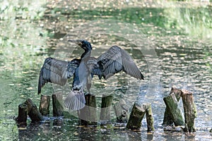 Cormorant with the wings explained photo