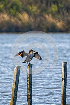 Cormorant on a wooden pole in the middle of the lake. Oso Flaco Lake, California photo