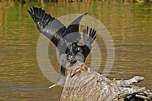 Cormorant yoga