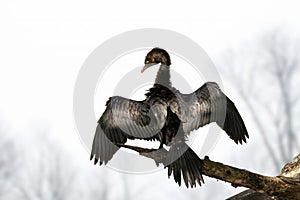 Cormorants