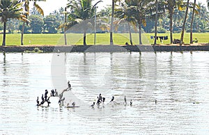 Cormorants in Backwaters in Kerala, India