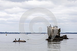 Cormorants - Baltic Sea