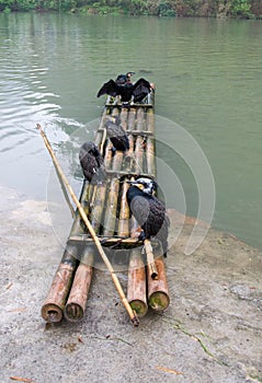 Cormorants and bamboo raft