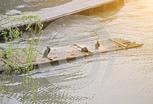 Cormorants and bamboo raft