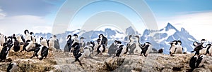 Cormorants in Beagle Channel