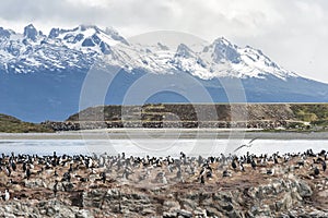 Cormorants in Beagle channel, Ushuaia, Tierra del Fuego