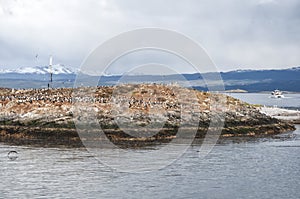 Cormorants in Beagle channel, Ushuaia, Tierra del Fuego