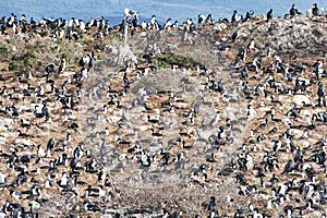 Cormorants in Beagle channel, Ushuaia, Tierra del Fuego