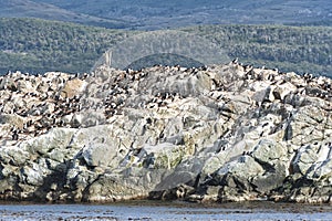 Cormorants in Beagle channel, Ushuaia, Tierra del Fuego