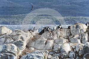 Cormorants in Beagle channel, Ushuaia, Tierra del Fuego