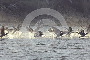 Cormorants being startle