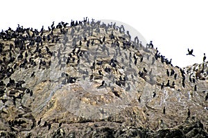 Cormorants on Bird Rock  31394