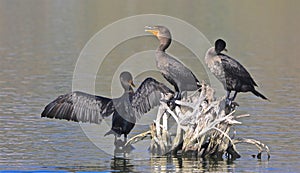 Cormorants birds